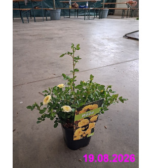 Rosa 'Yellow The Fairy' C 1,4 L